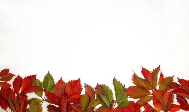 Red and green autumn leaves on white paper background autumn concept