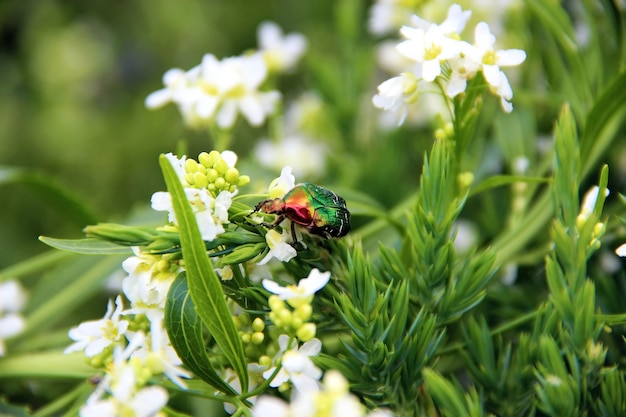 Red Green beetle crawling on white flowers