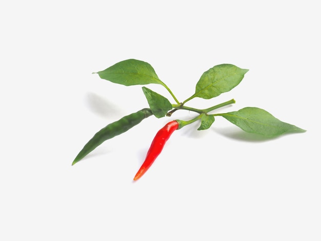 Red and green chilli with leaves on white background