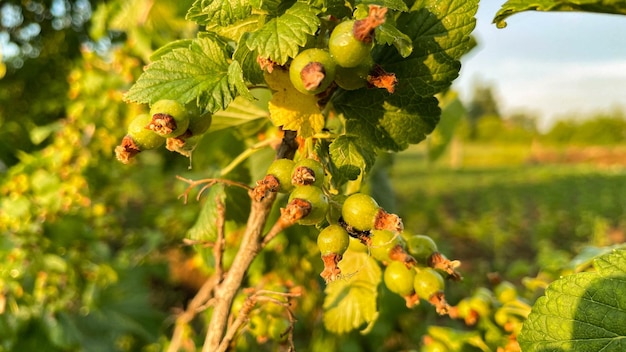 Red green current in the process of ripening