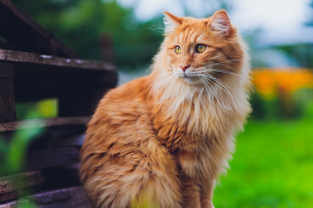 Red green-eyed cat resting on the green grass.