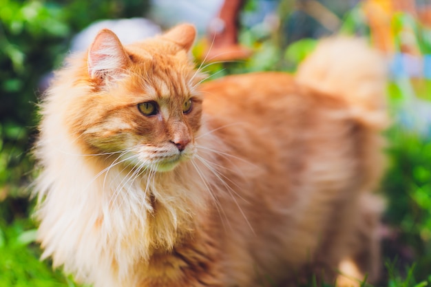 Red green-eyed cat resting on the green grass.