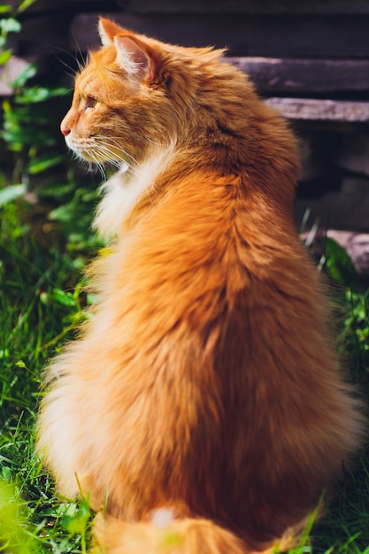 Red green-eyed cat resting on the green grass.