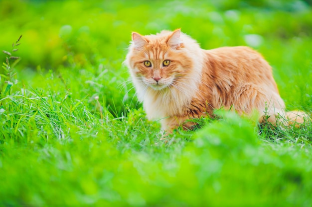 Red green-eyed cat resting on the green grass.