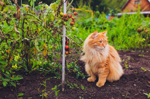 Red green-eyed cat resting on the green grass.