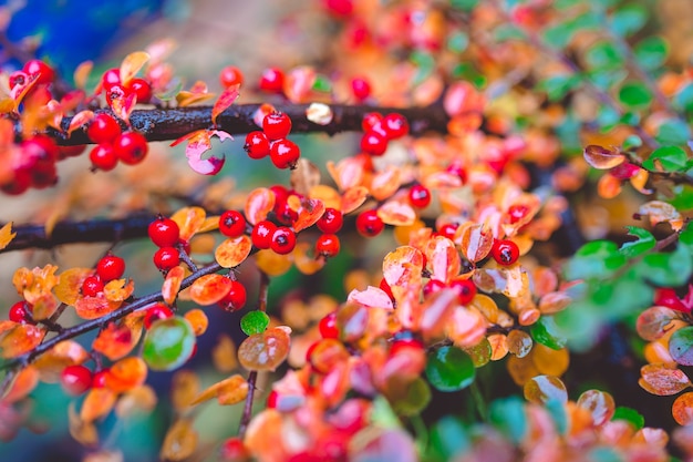 Red and green leaves of barberry Berberis thunbergii Atropurpurea after rain. Beautiful colorful autumn background.