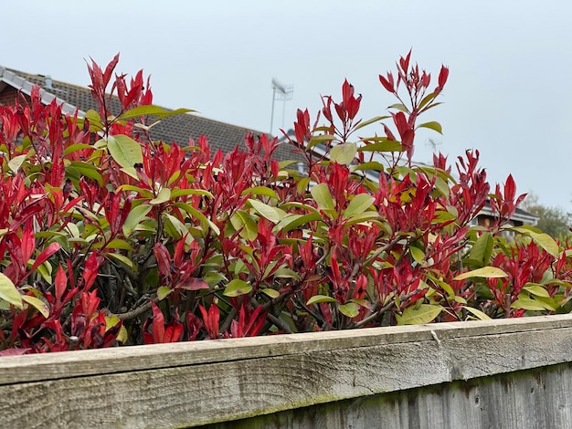 Red and green leaves on a bush growing over wooden fence