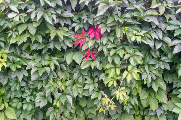 Photo red and green leaves of wild grapes the fence is covered with ivy leaves