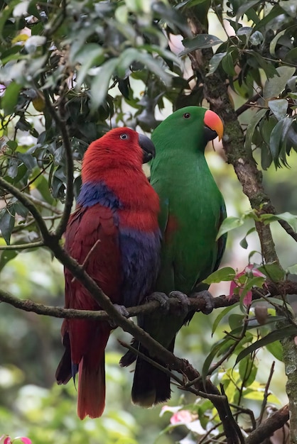 Red and green lory parrots with their vivid and beautiful feather on a tree branch