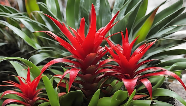 a red and green plant with a red flower on it