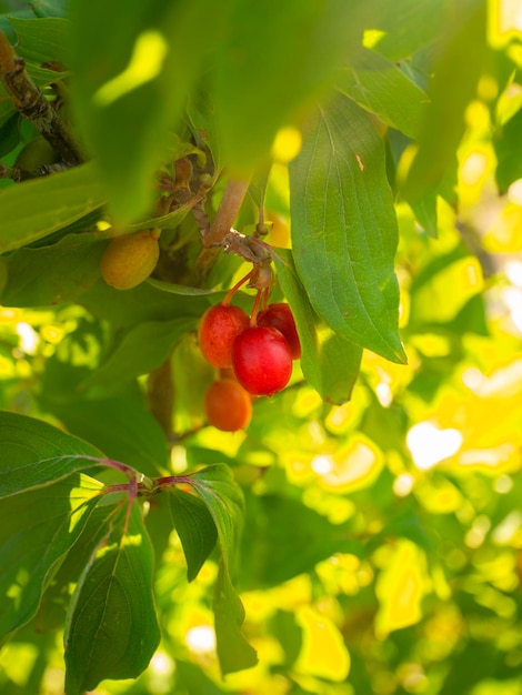 Red and green ripe dogwood berries Cornus mas on a branch on a Sunny day in Greece