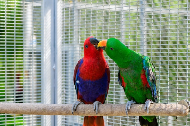 Red and green Sun Conure parrot bird kissing on the perch