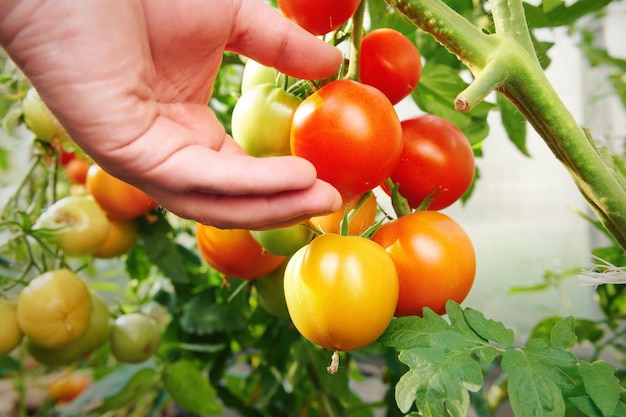 Red and green tomatoes grow on twigs Harvesting of ripe tomatoes Organic food farming and agriculture concept Close up view with shallow depth of field