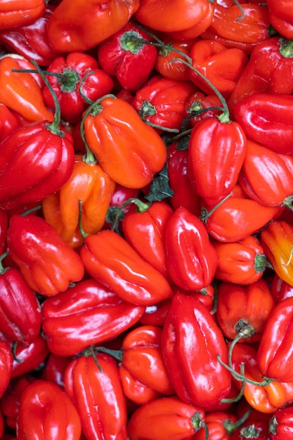 Red Habanero peppers background ripe red hot spicy peppers