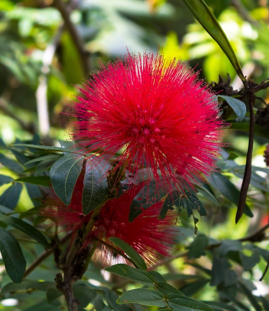 Red Haemanthus multiflorus (Tratt.)