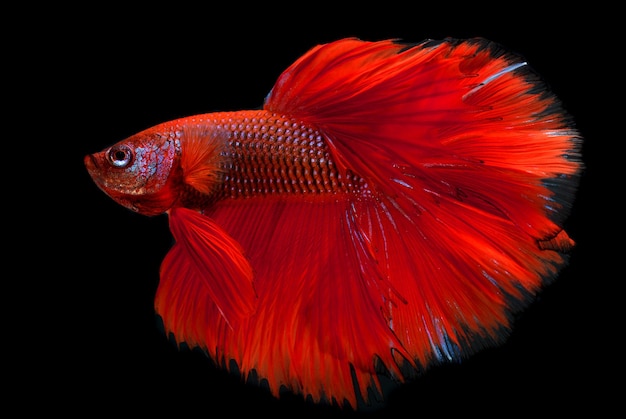 Red haft moon long tail Betta fish or Siamese fighting fish photo in flash studio lighting.