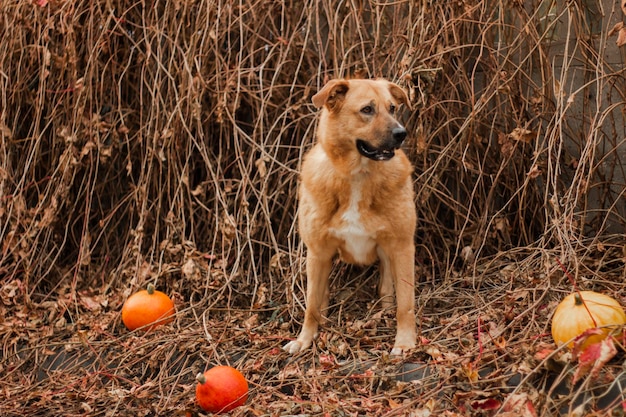 Red-haired big beautiful dog on an autumn background with pumpkins