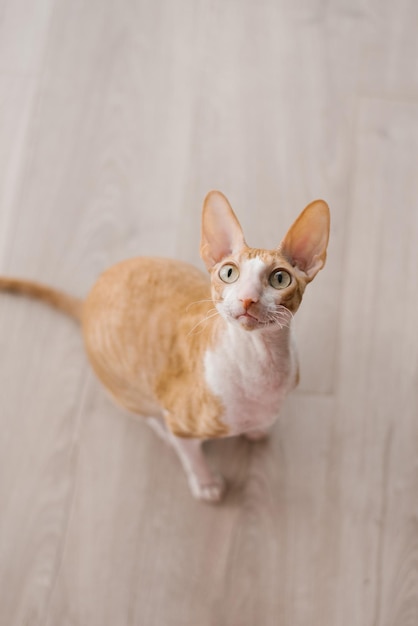 Red haired handsome cat cornish rex looks up sitting on the floor in the house