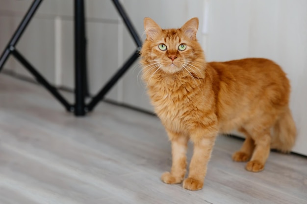 A red-haired kitten stands on the floor and looks up