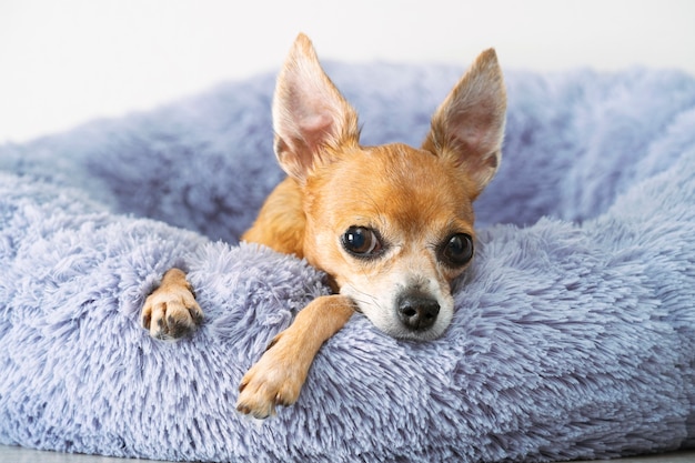 A red-haired toy terrier lies on a fluffy gray bed at home, resting.