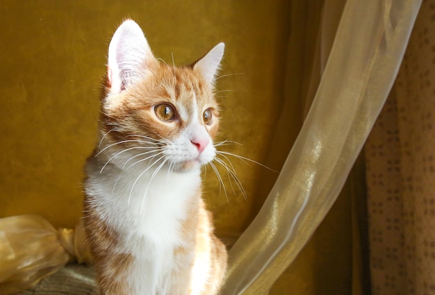 a red-haired young cat sits on the background of a golden wall