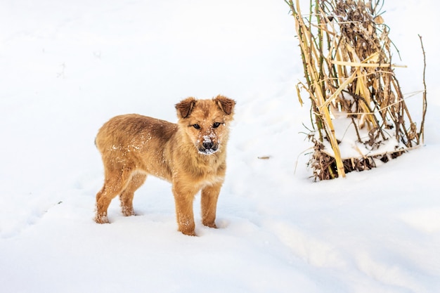 Red-haired young dog in the snow near a dry bush