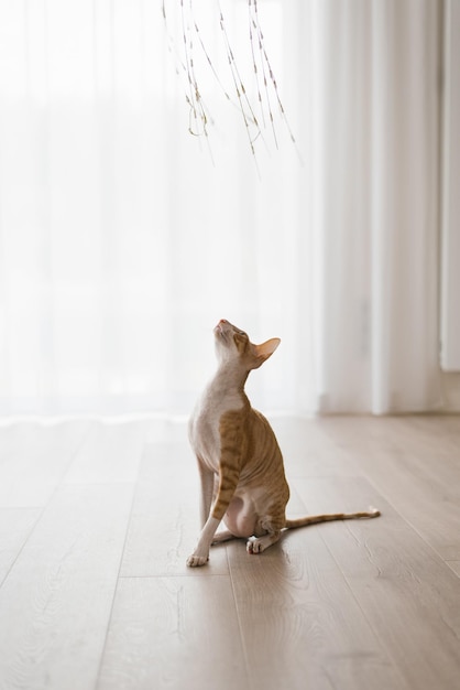 Red handsome cat Cornish rex looks up at a toy that is being played with while sitting on the floor in the house