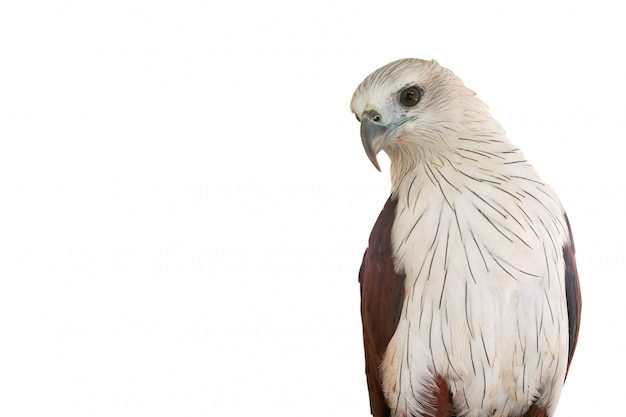 Red hawk is looking at his side.  brahminy kite on the White Blackground