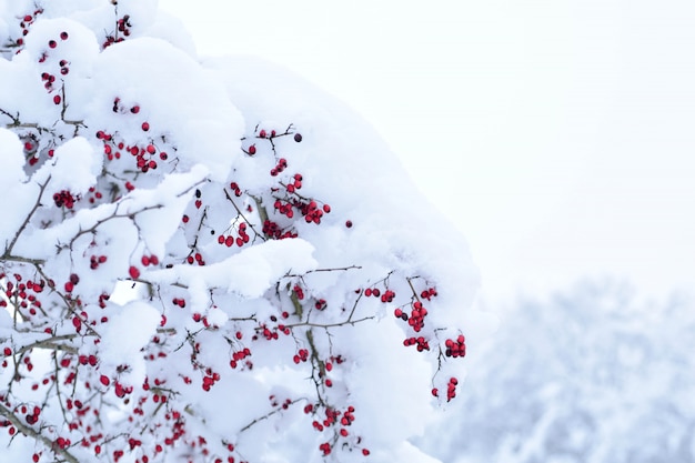  Red hawthorn berries under the snow cover