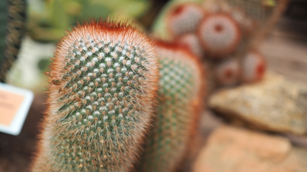 Red headed irishman. Mammillaria spinosissima. Cactaceae Mexico.