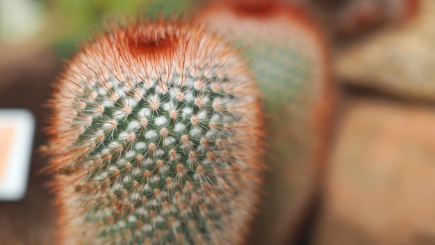 Red headed irishman. Mammillaria spinosissima. Cactaceae Mexico. 