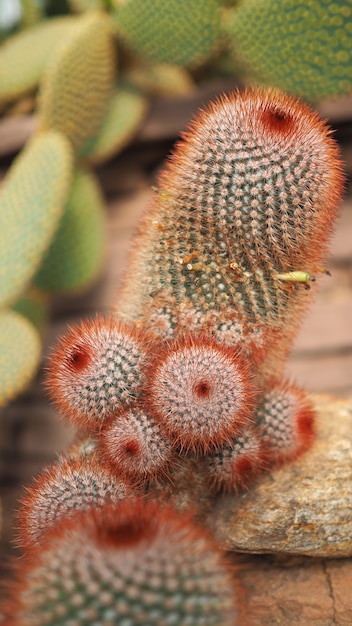 Red headed irishman. Mammillaria spinosissima. Cactaceae Mexico.