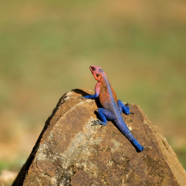 Red-headed Rock Agama or Common Agama, Agama agama