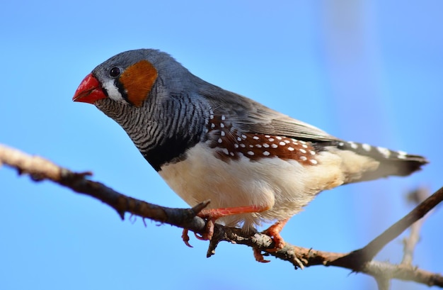 red headed woodpecker