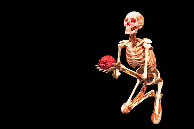 A red heart in the hands of a skeleton isolated on a black background. The concept of love, medicine and health care. copy space