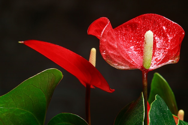 The red heart-shaped anthurium flower is the flamingo flower,