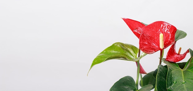 The red heartshaped anthurium flower is the anthurium andreanum