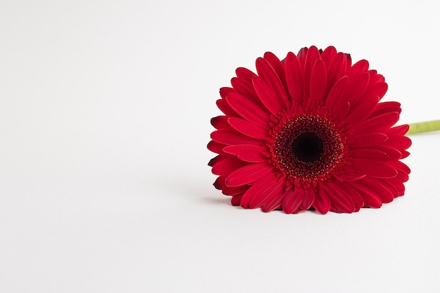 Red herbera on white background Concept of feminity