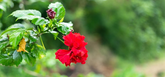 Red Hibicus hybrid a Shoe flower is beautiful blooming flower green leaf background Spring growing