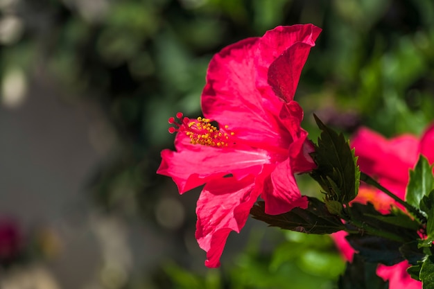 Red Hibiscus Flower Blooming in Calahonda