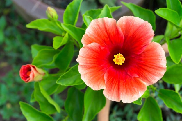 Red hibiscus flower in gardentop view hibiscus flower