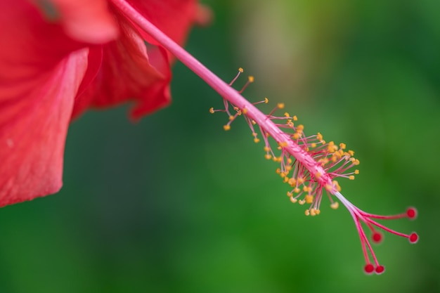 Red hibiscus flower on a green background. In the tropical garden. Bright macro, tropical garden