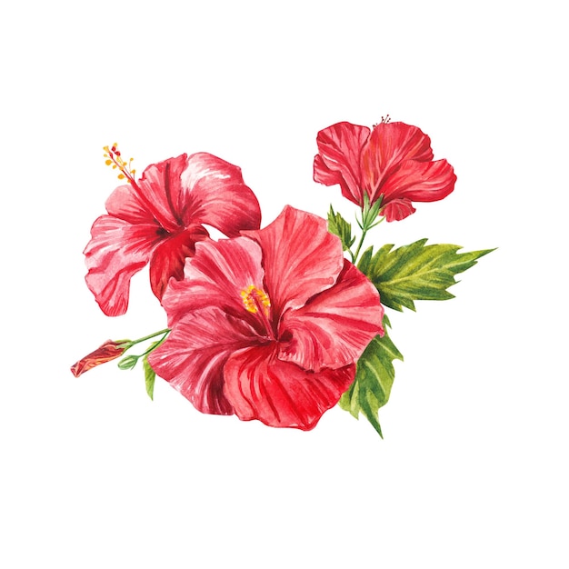 A red hibiscus flower highlighted on a white background Watercolor tropical flower realistic colorful bouquet with hibiscus Botany Exotic tropical floral object for your poster postcard design