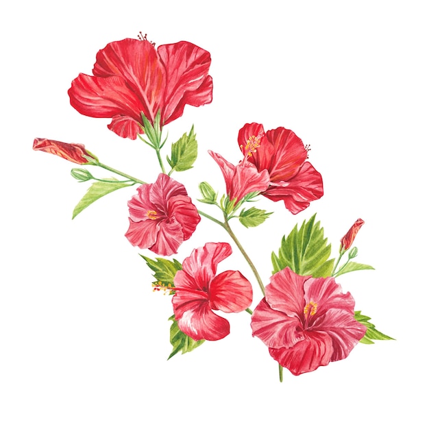 A red hibiscus flower highlighted on a white background Watercolor tropical flower realistic colorful bouquet with hibiscus Botany Exotic tropical floral object for your poster postcard design