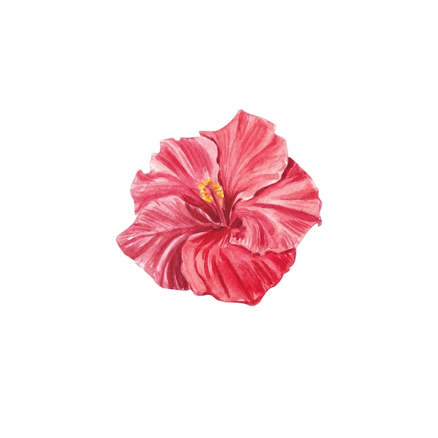 A red hibiscus flower highlighted on a white background Watercolor tropical flower realistic colorful hibiscus with leaves Botany Exotic tropical floral object for your poster postcard design