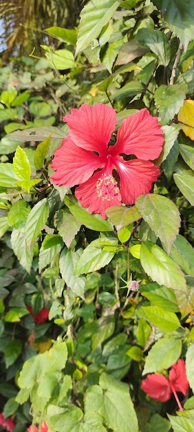 Photo red hibiscus flower natural