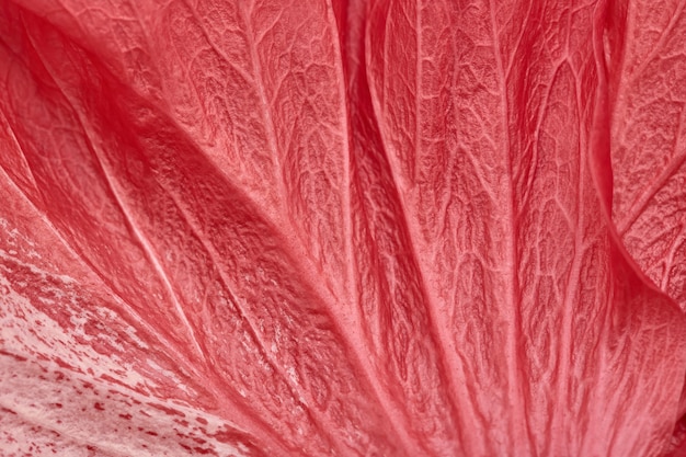 Red Hibiscus flower petal, full frame abstract natural background, close-up.