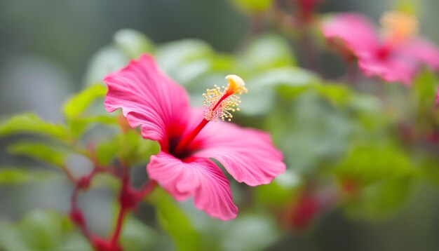 Red hibiscus flowers plant in the garden background