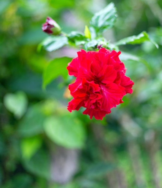 Red Hibiscus hybrid a Shoe flower is beautiful blooming flower green leaf background