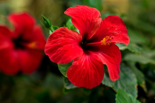 Red hibiscus (karkade) plant in the garden. Flora concept